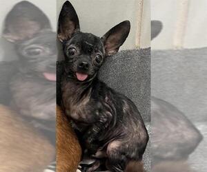 Chihuahua-Unknown Mix Dogs for adoption in San Antonio, TX, USA