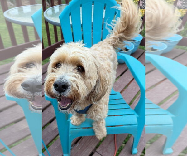 Medium Photo #3 Bernese Mountain Dog-Poodle (Miniature) Mix Puppy For Sale in Pacolet, SC, USA