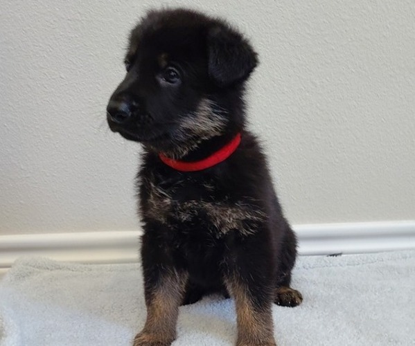 Medium Photo #4 German Shepherd Dog Puppy For Sale in KERENS, TX, USA