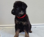 Small Photo #4 German Shepherd Dog Puppy For Sale in KERENS, TX, USA