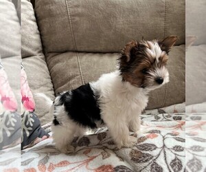 Biewer Terrier Puppy for sale in CANBY, OR, USA