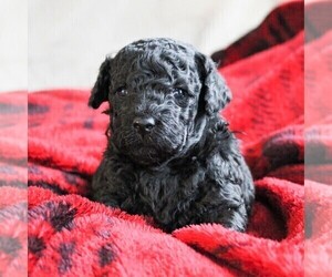 Poodle (Miniature) Puppy for sale in CHRISTIANA, PA, USA