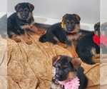 Small Photo #11 German Shepherd Dog Puppy For Sale in WHEELING, IL, USA