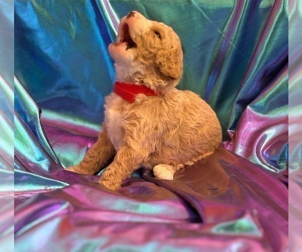 Medium Photo #3 Goldendoodle (Miniature) Puppy For Sale in SAINT MARYS, KS, USA