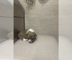 Puppy Puppy 1Blue id Pembroke Welsh Corgi