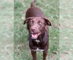 Small Labrador Retriever Mix