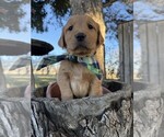 Puppy Cupid 1SOLD1 Golden Retriever