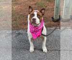 Small #1 American Pit Bull Terrier Mix