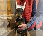 Puppy Pink Doberman Pinscher