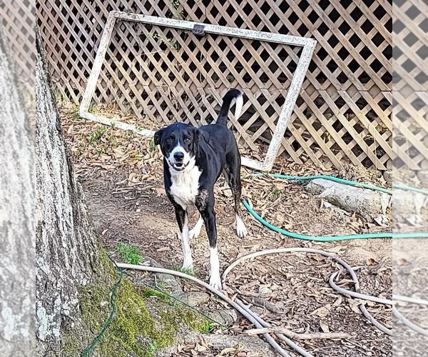Medium Photo #3 Australian Shepherd-German Shepherd Dog Mix Puppy For Sale in Fenton, MO, USA