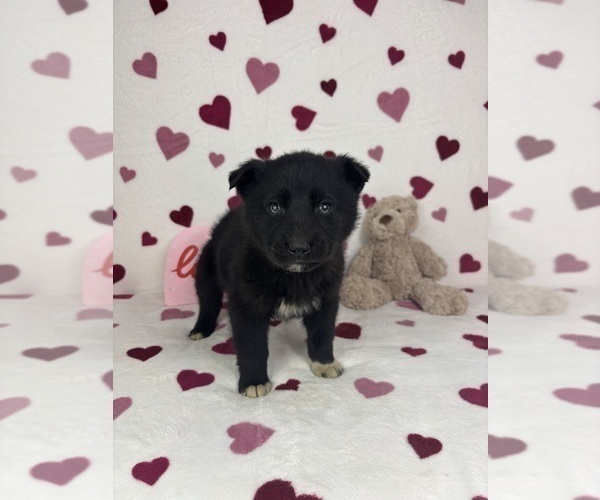 Medium Photo #1 German Shepherd Dog-Miniature American Shepherd Mix Puppy For Sale in FRANKLIN, IN, USA