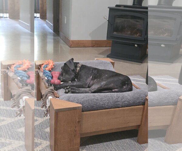 Medium Photo #6 Labrador Retriever-Unknown Mix Puppy For Sale in Germantown, OH, USA