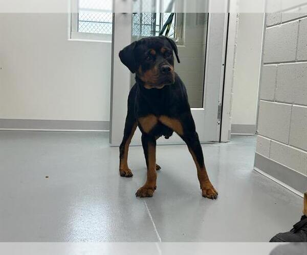 Medium Photo #1 Rottweiler Puppy For Sale in Ocala, FL, USA