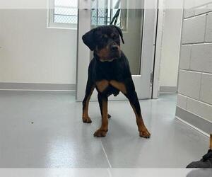 Rottweiler Dogs for adoption in Ocala, FL, USA