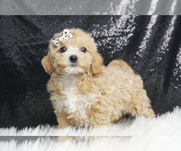 Medium Photo #1 Maltipoo Puppy For Sale in WARSAW, IN, USA