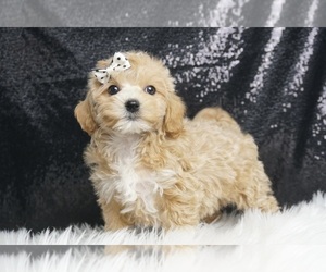 Goldendoodle Puppy for sale in WARSAW, IN, USA