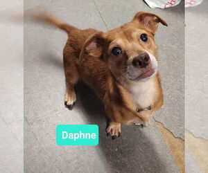 Chiweenie Dogs for adoption in Richmond, IN, USA