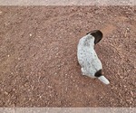 Small #4 German Shorthaired Pointer