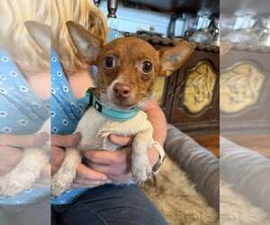 Jack Chi Dogs for adoption in Holly Springs, NC, USA