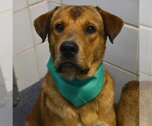 Labrador Retriever-Unknown Mix Dogs for adoption in San Antonio, TX, USA