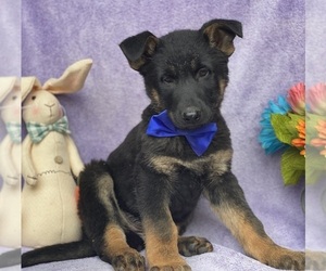 German Shepherd Dog Puppy for sale in LANCASTER, PA, USA