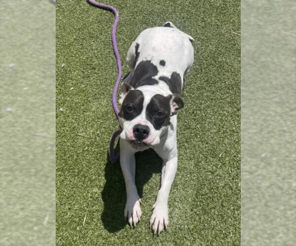 Medium Photo #2 American Pit Bull Terrier Puppy For Sale in Derwood, MD, USA