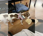Small #3 Rat Terrier