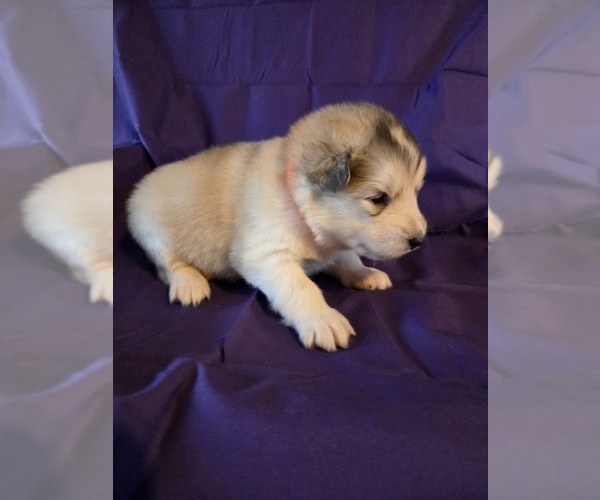 Medium Photo #3 Alaskan Malamute Puppy For Sale in CRIVITZ, WI, USA