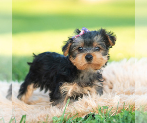 Morkie Puppy for sale in WARSAW, IN, USA