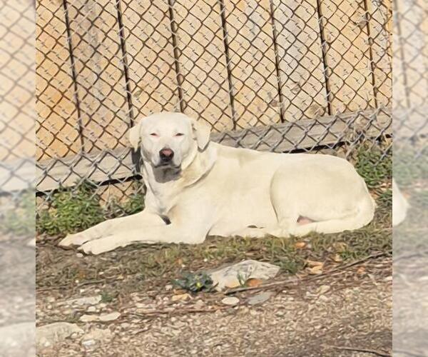 Medium Photo #1 Labrador Retriever-Unknown Mix Puppy For Sale in San Antonio, TX, USA