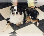 Small #9 Australian Shepherd