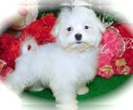 Small Photo #1 Maltese Puppy For Sale in HAMMOND, IN, USA