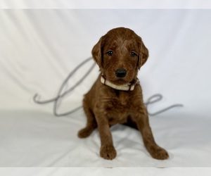 Medium Goldendoodle