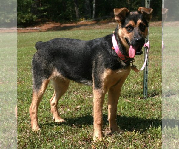 Medium Photo #3 German Shepherd Dog-Unknown Mix Puppy For Sale in Attalka, AL, USA
