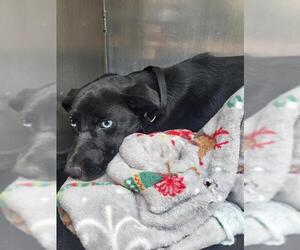 Mutt Dogs for adoption in San Antonio, TX, USA
