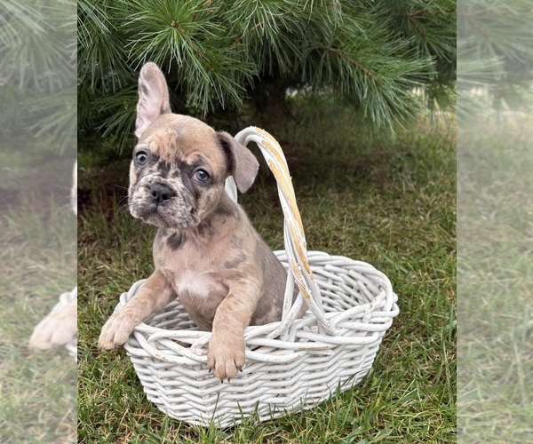 Medium Photo #3 French Bulldog Puppy For Sale in MIDDLEBURY, IN, USA