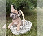 Small #2 French Bulldog