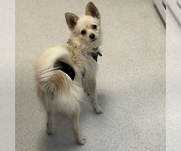 Medium Photo #2 Mutt Puppy For Sale in Rohnert Park, CA, USA