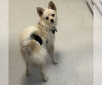 Small #1 Mutt