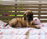 Small Photo #2 Great Dane Puppy For Sale in WAKARUSA, IN, USA