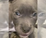 Small Photo #26 American Pit Bull Terrier Puppy For Sale in TACOMA, WA, USA