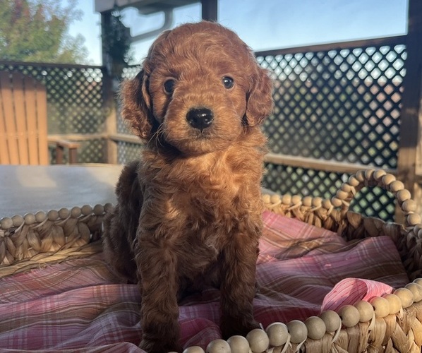 Medium Photo #1 Poodle (Miniature) Puppy For Sale in KALONA, IA, USA