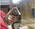 Small Photo #4 Bull Terrier Puppy For Sale in METROPOLIS, IL, USA