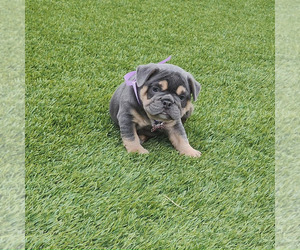 Free-Lance Bulldog Puppy for Sale in SAN DIEGO, California USA