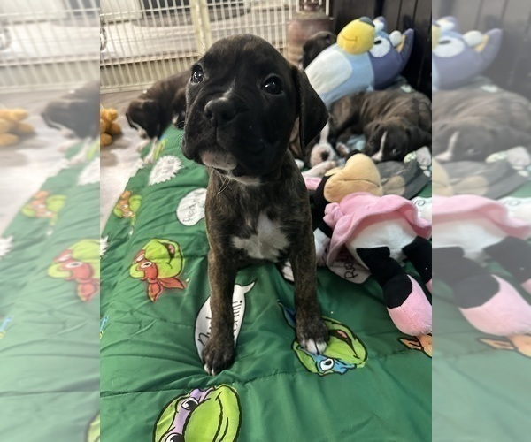 Medium Photo #9 Boxer Puppy For Sale in RALEIGH, NC, USA
