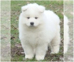 Small Photo #11 Samoyed Puppy For Sale in BAXTER, TN, USA