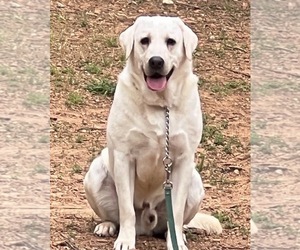 Father of the Labrador Retriever puppies born on 01/03/2026