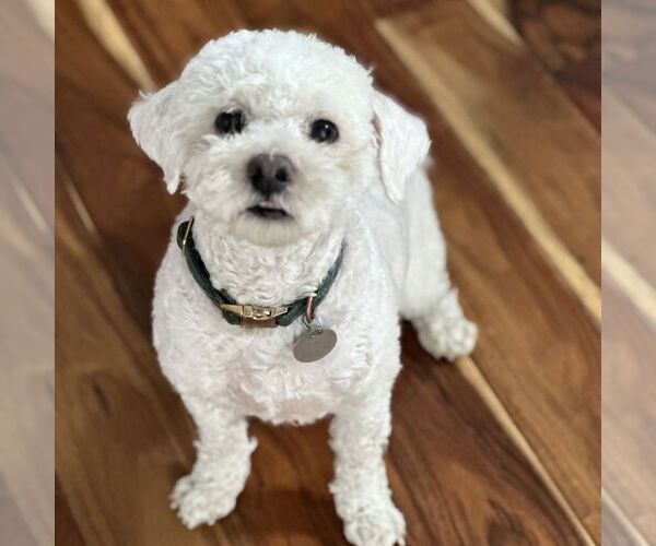 Medium Photo #1 Poodle (Miniature) Puppy For Sale in Chico, CA, USA