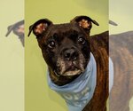 Small #2 Boxer Mix