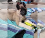 Small Photo #1 Akita Puppy For Sale in SANBORN, NY, USA